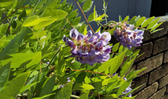 アメリカ藤　(アメジスト・フォール)　２