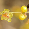 里山で蝋梅が開花　７