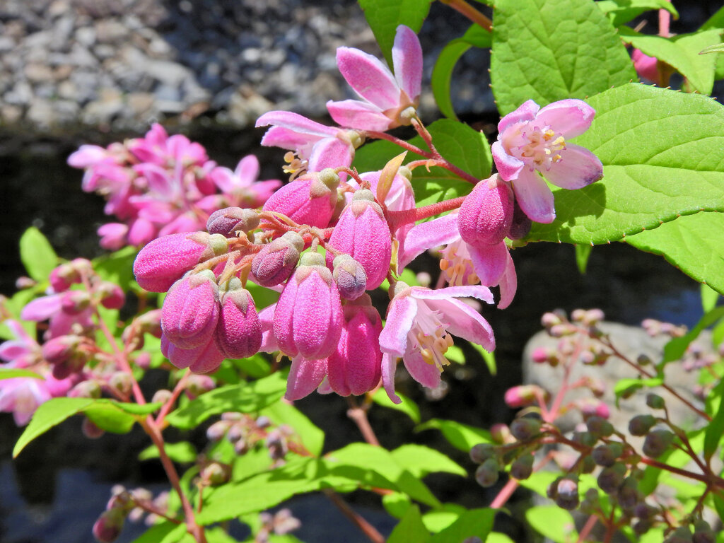 サクラウツギ（桜空木）５