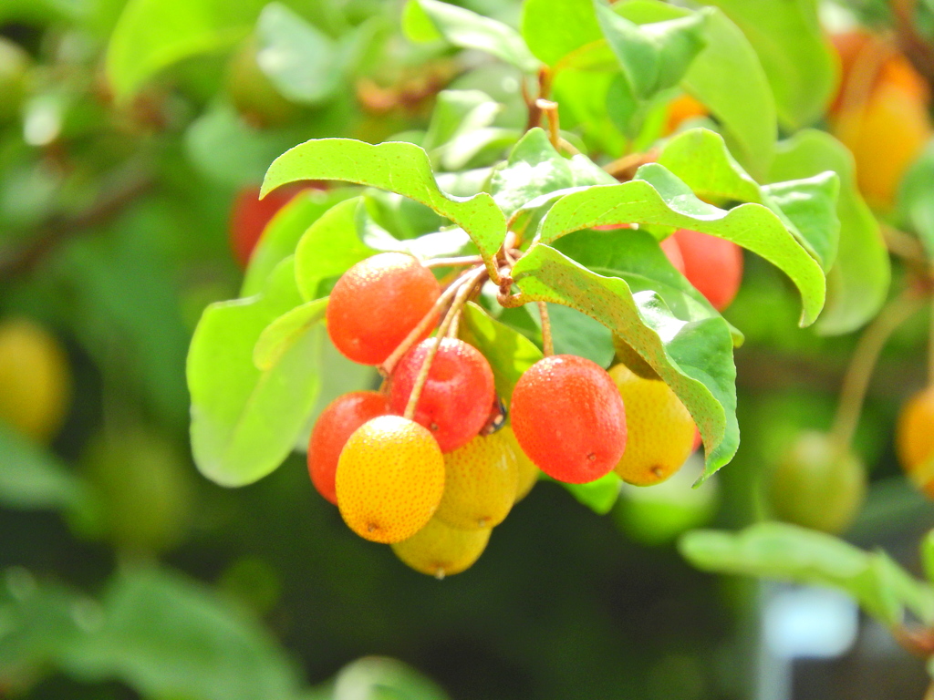 夏茱萸っすぅ　５