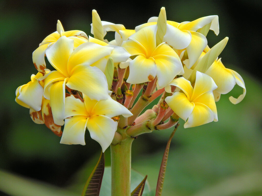 プルメリア　１