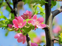 花梨の花が開花　１