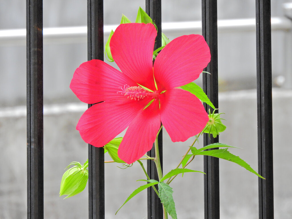 タイタンビカス　８