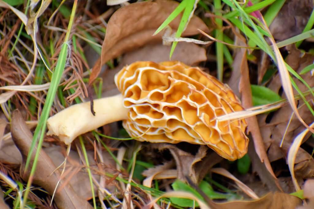 チブル星人の地球侵略か！？　アミガサタケ？　３