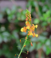 花アロエ（ハナアロエ）