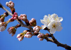 暖地桜桃（だんちおうとう）の花　６