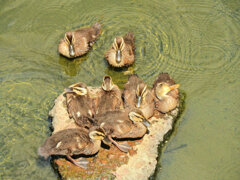 日テレの番組で紹介された昨日カルガモ親子の引っ越し・その後４