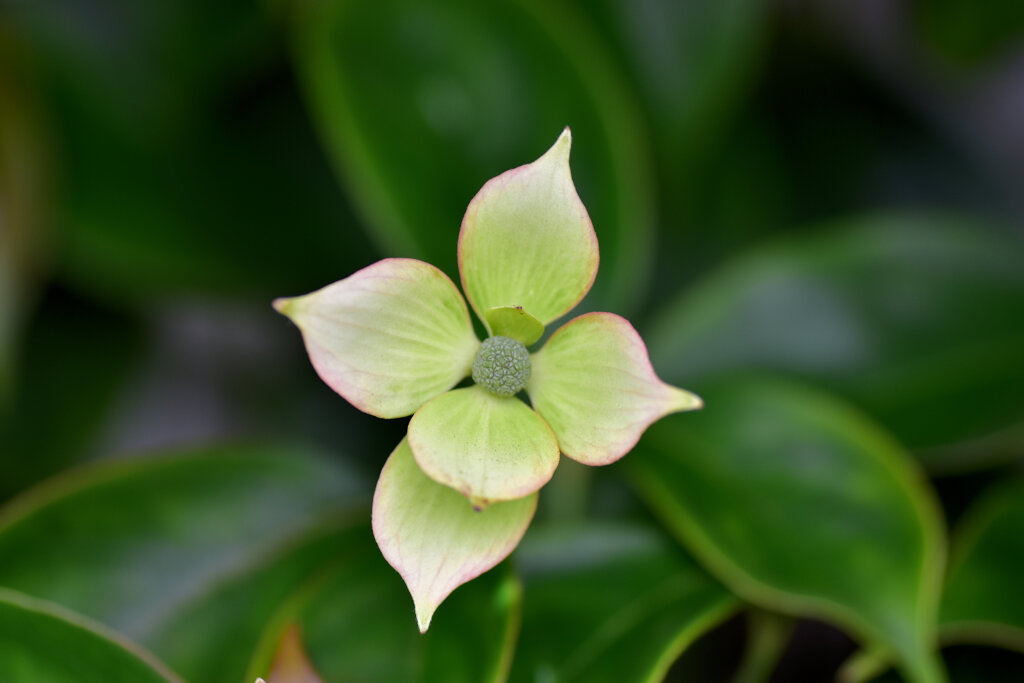 八重咲き山法師　８