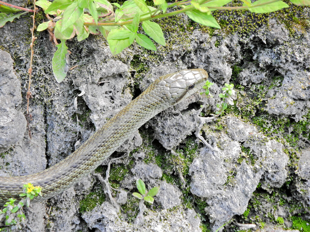 へびぃにつき閲覧注意！　５