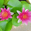 民家の瓶で睡蓮　花　６