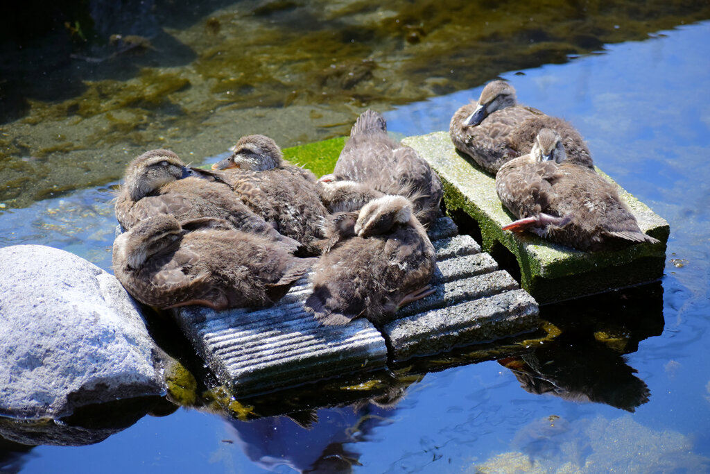 3月9日生まれのｶﾙｶﾞﾓの雛ちゃん12羽～8羽へ無事　４