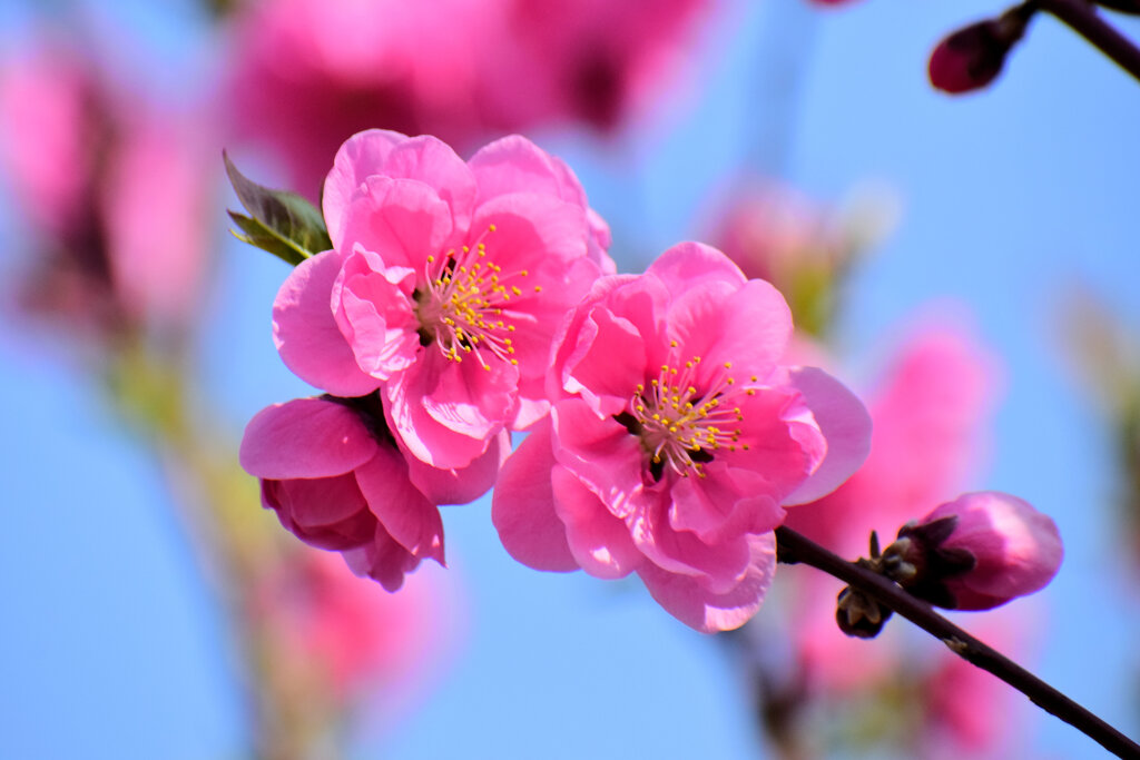 花桃　７