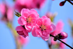 花桃　７