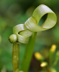 白花蒲公英の花が千切られた茎が・・・４