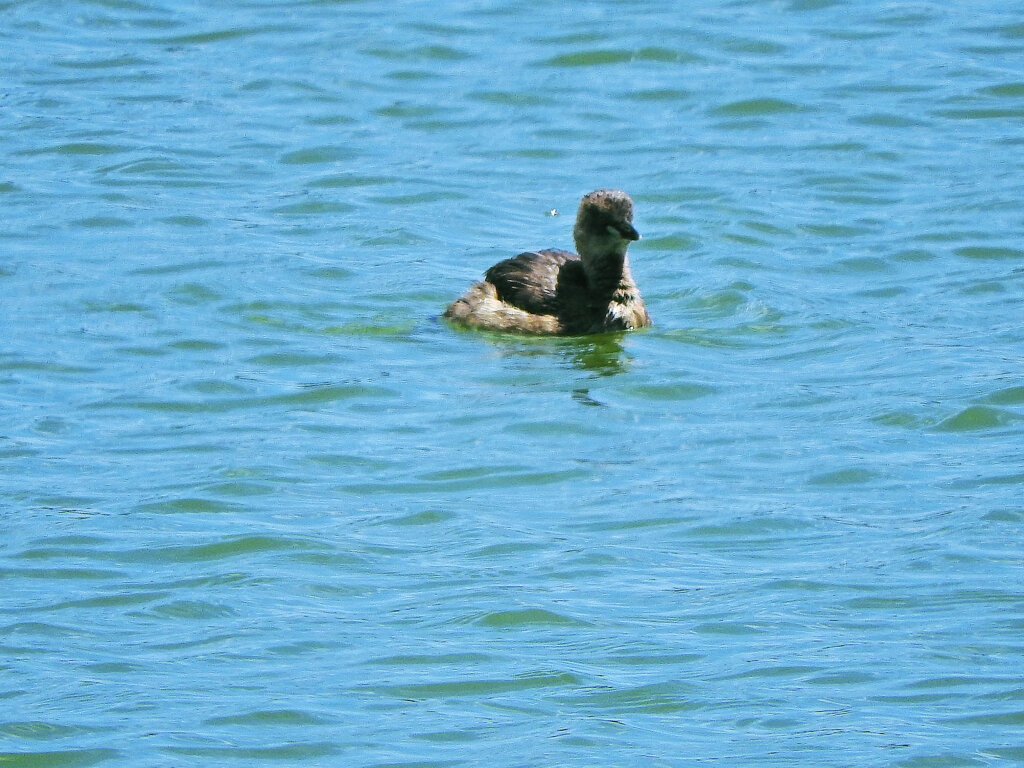 等々力緑地公園・・釣り堀池　カイツブリ　２