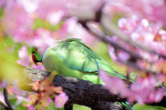 ワカケホンセイインコ（輪掛本青鸚哥）３