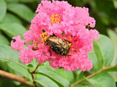 百日紅の花を喰い荒らす　シロテンハナムグリ　１