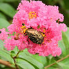 百日紅の花を喰い荒らす　シロテンハナムグリ　１