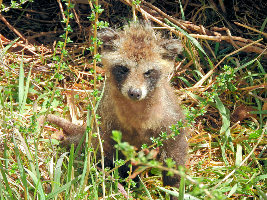 野生の狸です　１