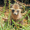 野生の狸です　１