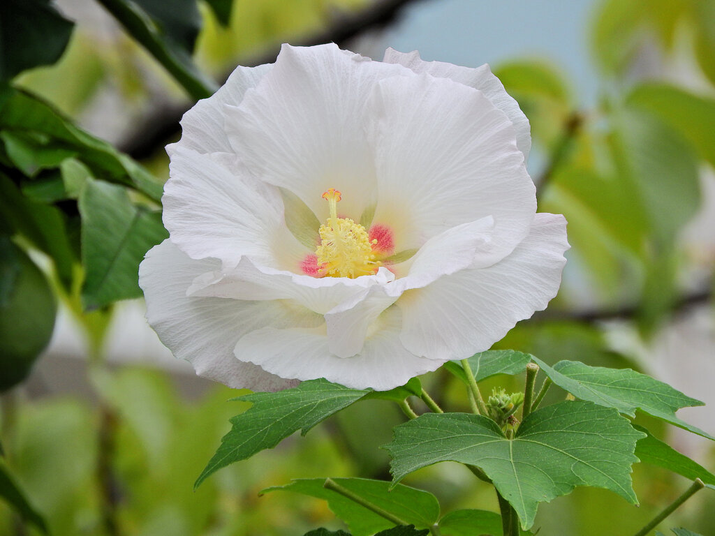 酔芙蓉　６