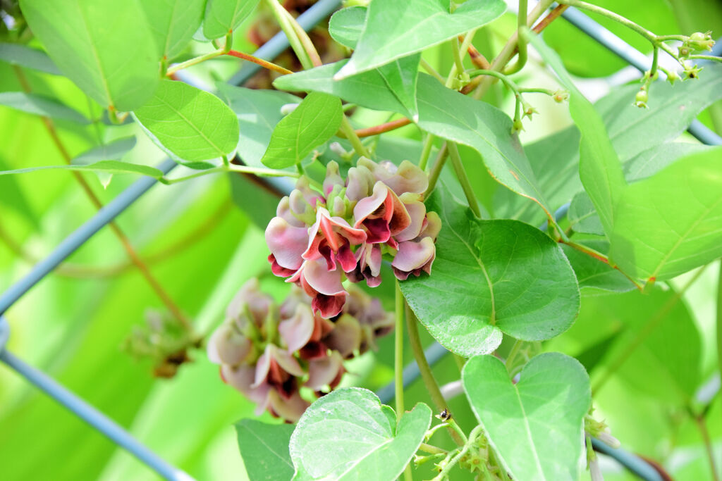 宇宙芋（エアーポテト） 花１