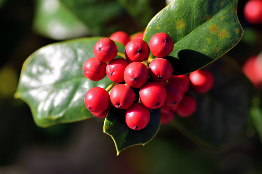 柊黐 （ひいらぎもち）、チャイニーズ・ホーリー、支那柊（しなひいらぎ）５