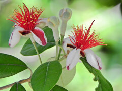 フェイジョア   (Feijoa)　３