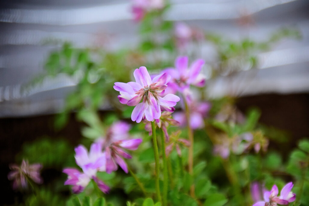 蓮華草　８