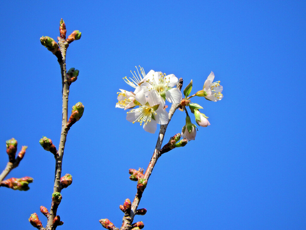 ヒマラヤ桜　開花　１