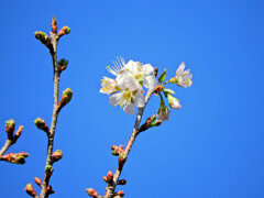 ヒマラヤ桜　開花　１