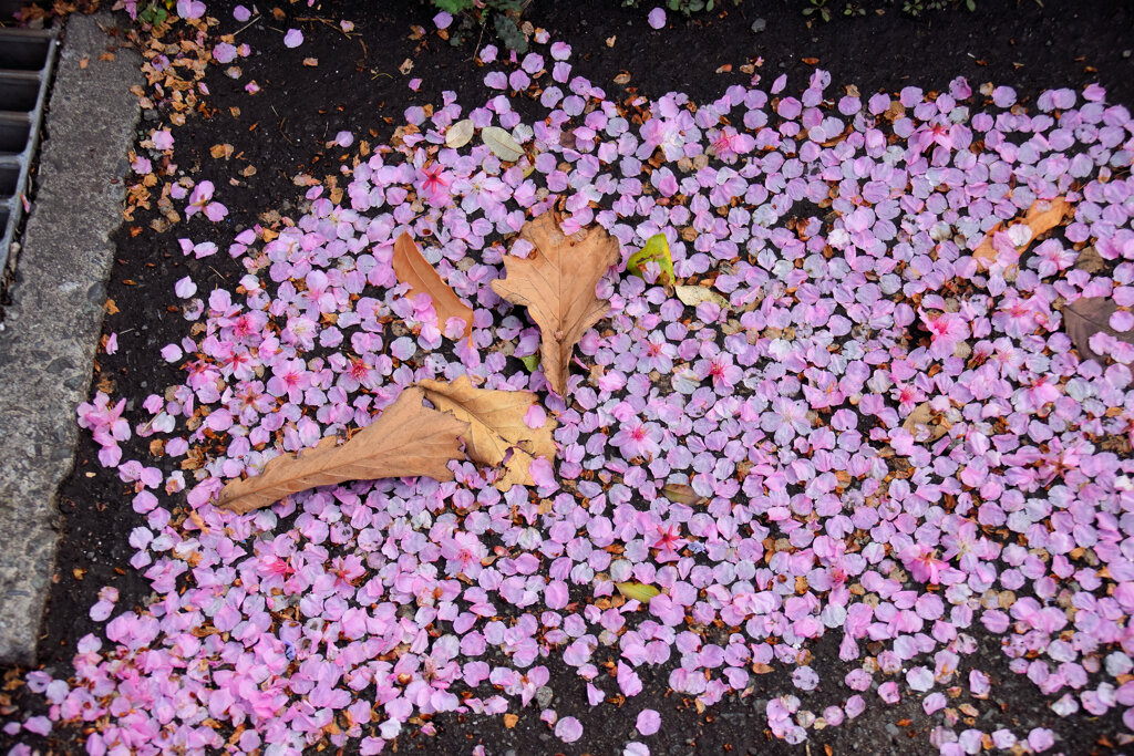 河津桜が散り始めましたよぉ・・・２