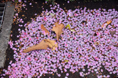 河津桜が散り始めましたよぉ・・・２