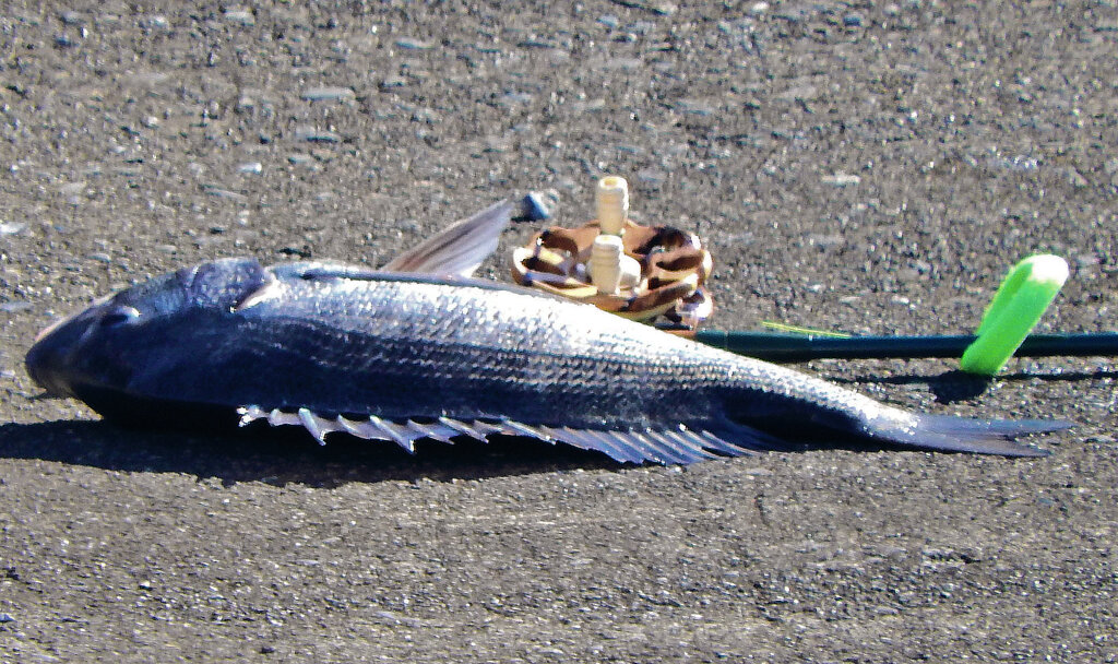 矢上川で釣り人がgetしたお魚は何？　5/5