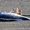 矢上川で釣り人がgetしたお魚は何？　5/5