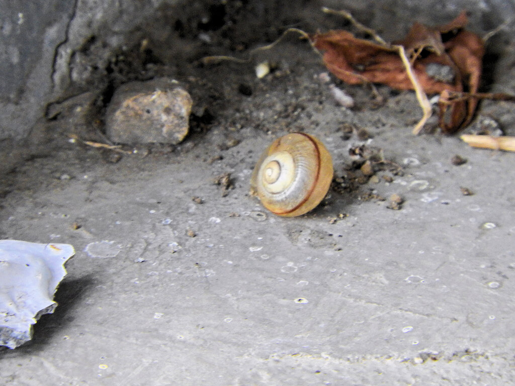 カタツムリは乾燥したら仮死状態　２
