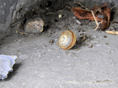 カタツムリは乾燥したら仮死状態　２