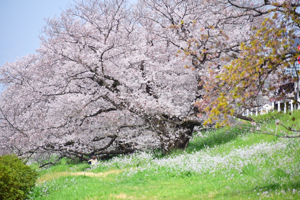 二子玉川の桜　７