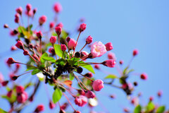 花海棠 （はなかいどう）１