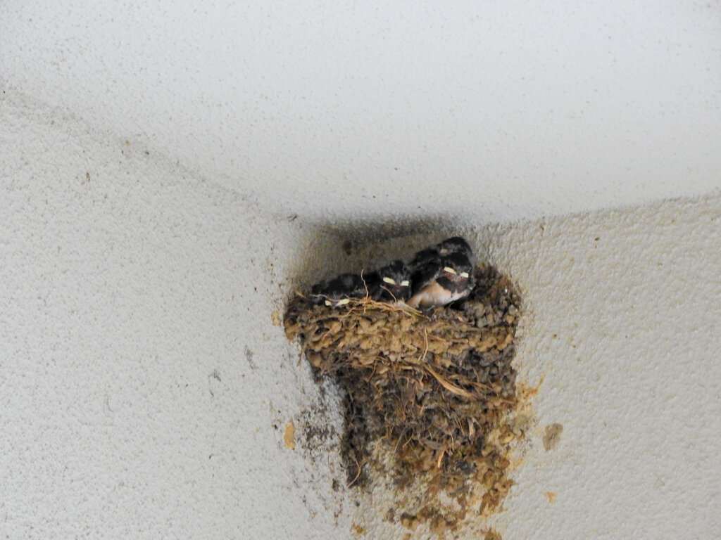 燕さんの雛ちゃん　３