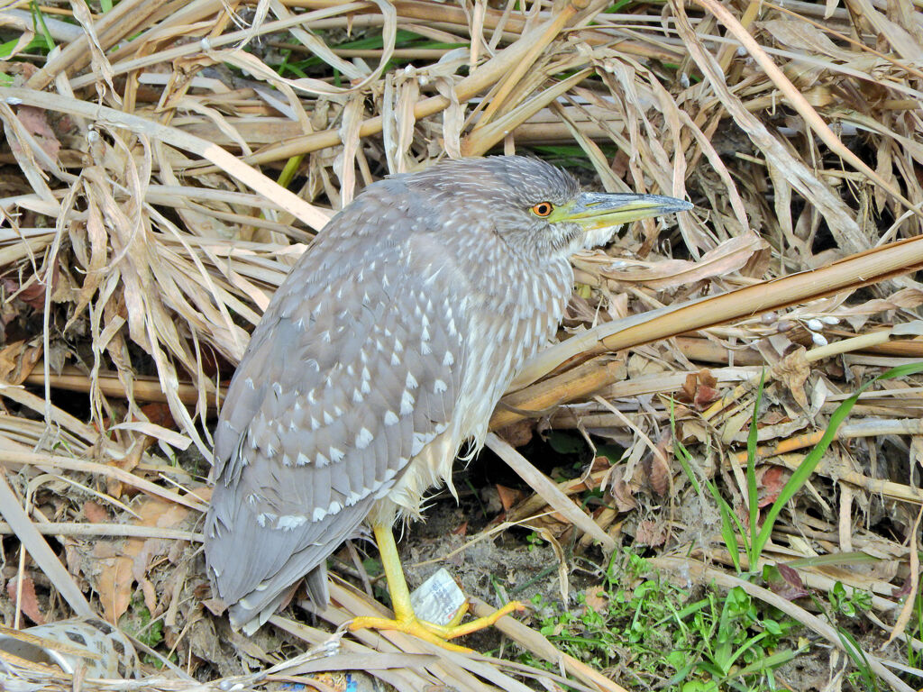 矢上川で　ゴイサギの幼鳥　ホシゴイ　１