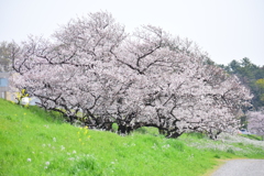 二子玉川の桜　９