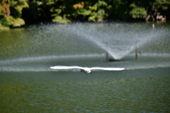 等々力緑地公園・・釣り堀池でユリカモメ　６