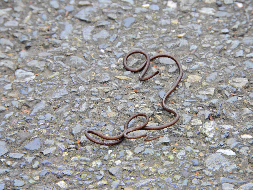 ハリガネムシ（針金虫）４