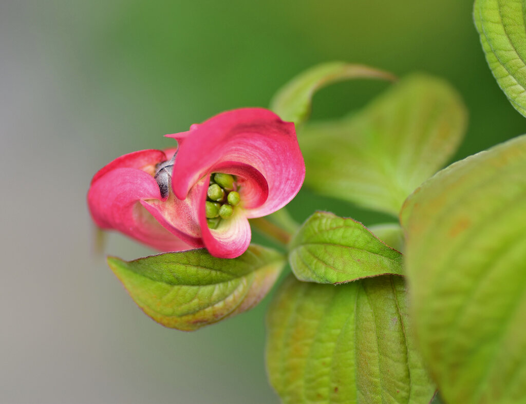 撮り溜めた　花水木　６