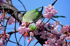 大寒桜を荒らすワカケホンセイインコ　８