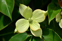 八重咲き山法師　９