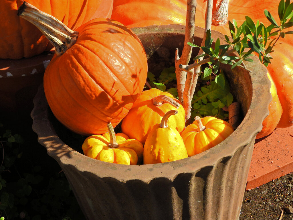 ハロウィンで売れ残った南瓜　６