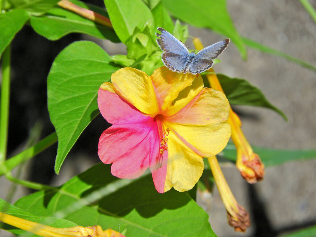 オシロイバナ（白粉花）２