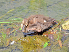 日テレの番組で紹介された昨日カルガモ親子の引っ越し・その後５